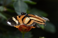 Heliconius ethilla