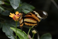 Heliconius ethilla