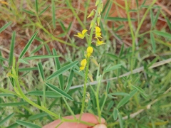 Crotalaria sphaerocarpa sphaerocarpa