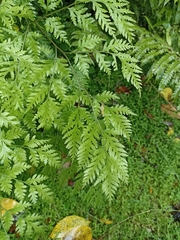 Pteris macilenta