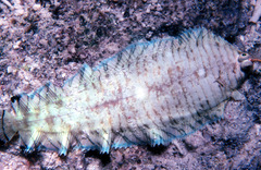 Soleichthys