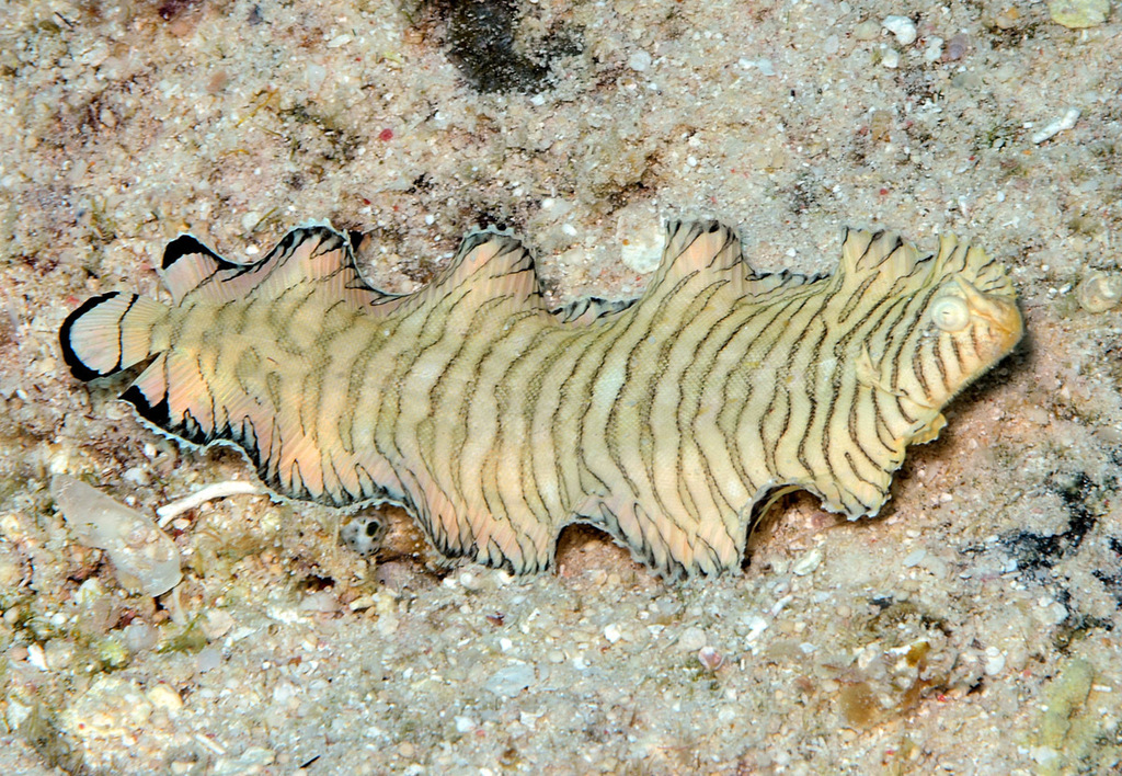 Banded sole (Soleichthys heterorhinos) — Soleidae