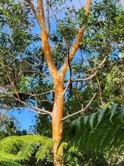 Acacia koa