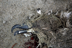 Pterodroma inexpectata