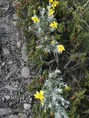 Senecio mairetianus