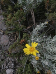 Senecio mairetianus