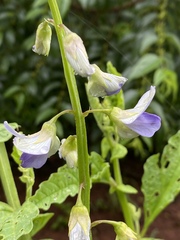 Crotalaria verrucosa