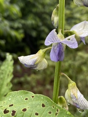 Crotalaria verrucosa