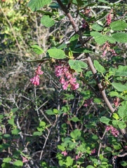Ribes malvaceum