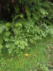 Pteris macilenta