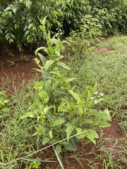 Crotalaria verrucosa