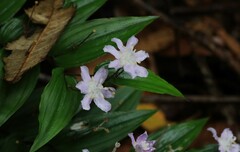 Tripladenia cunninghamii