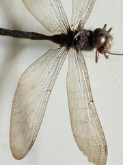 Odonata