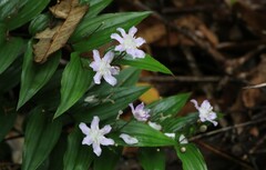 Tripladenia cunninghamii