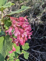 Ribes malvaceum