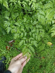 Pteris macilenta