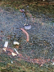 Lithobius variegatus