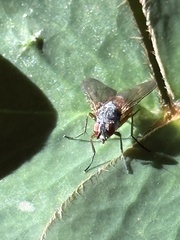 Pegomya bicolor