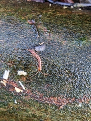Lithobius variegatus