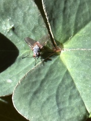 Pegomya bicolor