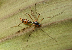Ptychoptera quadrifasciata