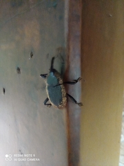 Homalinotus deplanatus