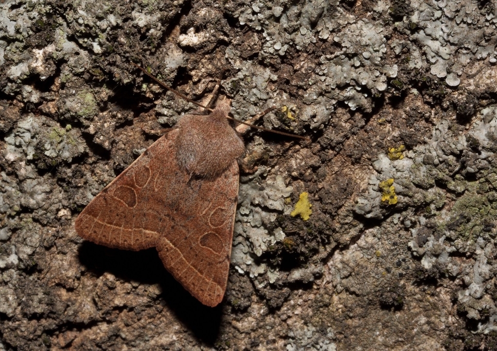 Orthosia dalmatica