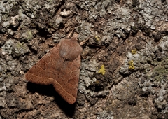 Orthosia dalmatica