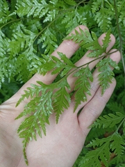 Pteris macilenta