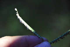 Paspalum pubiflorum