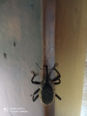Homalinotus deplanatus