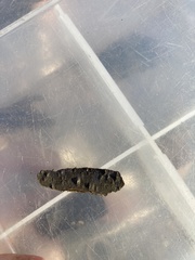 Phaeodiaporthe appendiculata