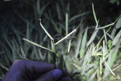 Paspalum pubiflorum