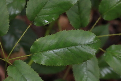 Rubus nebulosus