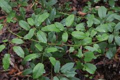 Rubus nebulosus