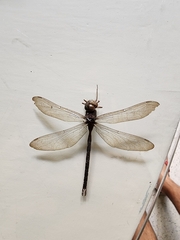 Odonata