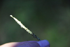 Paspalum pubiflorum