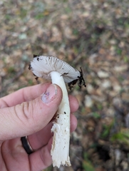 Amanita constricta