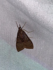 Uresiphita reversalis