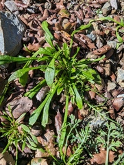 Calandrinia menziesii