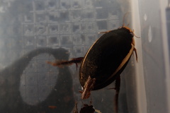 Hydaticus exclamationis