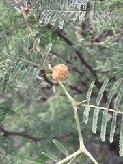 Vachellia aroma