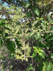 Vachellia aroma