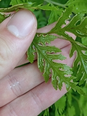 Pteris macilenta