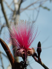 Pseudobombax ellipticum