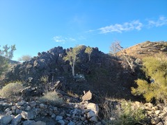 Pachycormus discolor