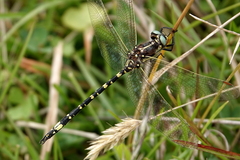 Synthemis eustalacta