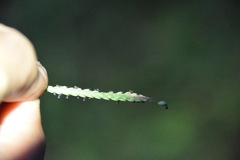 Paspalum pubiflorum