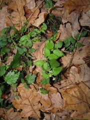 Galinsoga quadriradiata