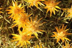 Chuquiraga avellanedae